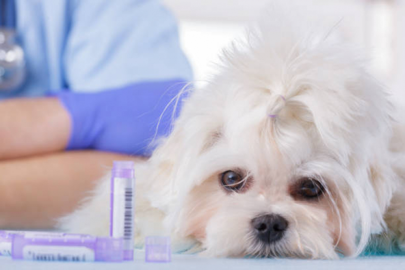 Clínica Especializada em Homeopata para Cachorro Perus - Homeopatia na Veterinária