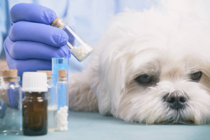 Clínica Especializada em Homeopatia na Medicina Veterinária Vila Carrão - Homeopata para Cachorro
