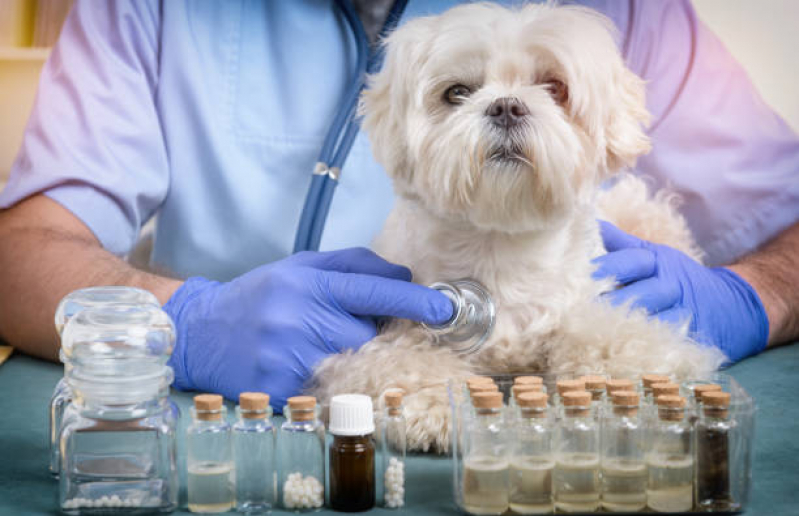 Clínica Especializada em Homeopatia na Veterinária Guarulhos - Homeopata para Cachorro