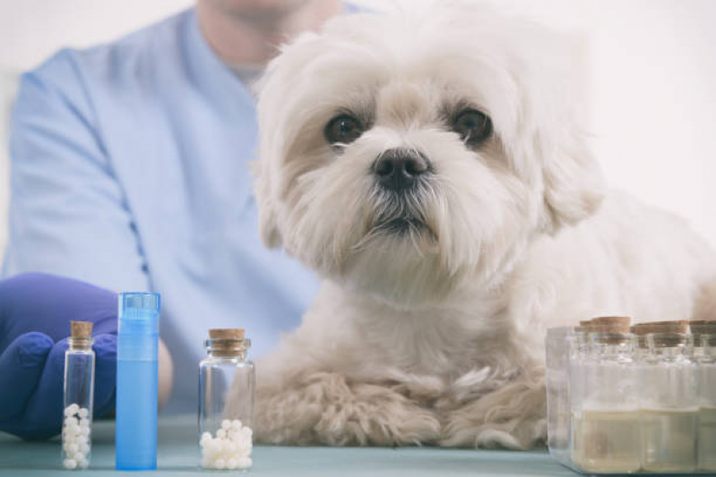 Clínica Especializada em Homeopatia Veterinária para Alergia Itaim Bibi - Homeopata para Cachorro