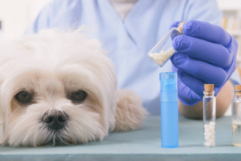 Clínica Especializada em Médico Homeopata Veterinário Indaiatuba - Homeopata para Cachorro
