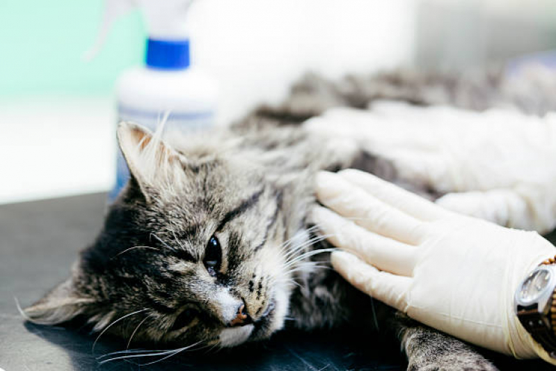 Clínica Que Faz Cirurgia de Castração de Cachorro Jardim América - Cirurgia de Catarata em Gatos