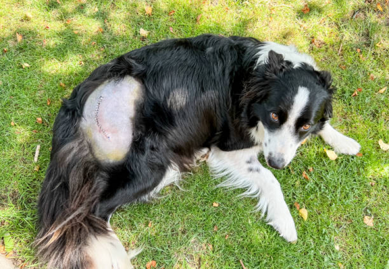 Clínica Que Faz Cirurgia de Castração de Gatos Tatuapé - Cirurgia de Catarata em Cachorro