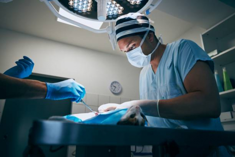 Clínica Que Faz Cirurgia de Castração para Gatos Farroupilha - Cirurgia com Anestesia Veterinária