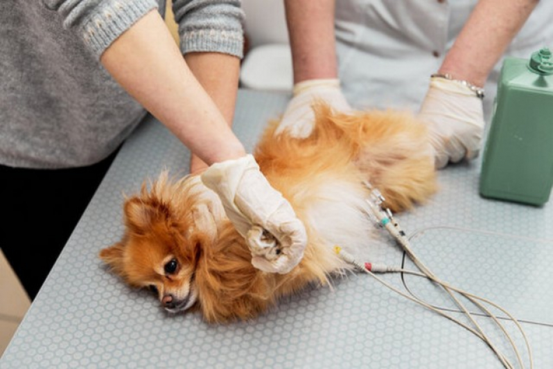 Clinica Que Faz Cirurgia em Animais de Pequeno Porte Lapa - Cirurgia Oftalmologica em Cães