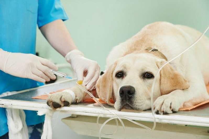 Clinica Que Faz Cirurgia Oftalmologica em Cães ABCD - Cirurgia Oncologica Veterinaria