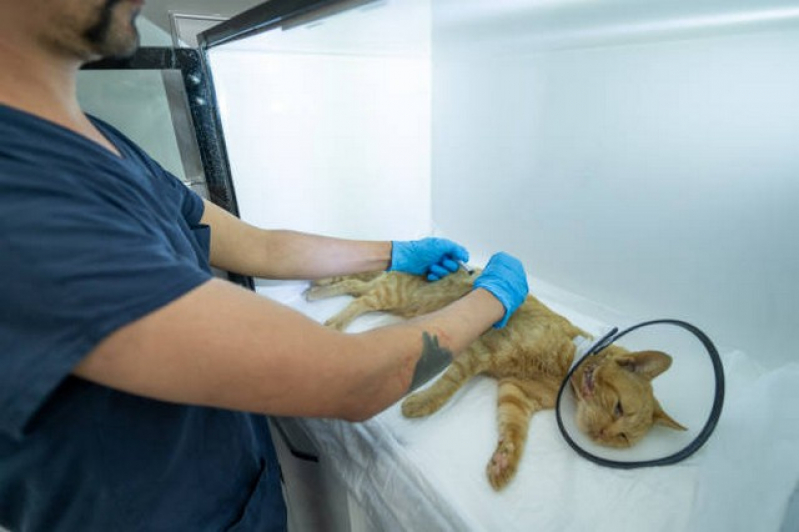 Clinica Que Faz Cirurgia Oftalmologica Veterinaria Panamby - Cirurgia em Animais