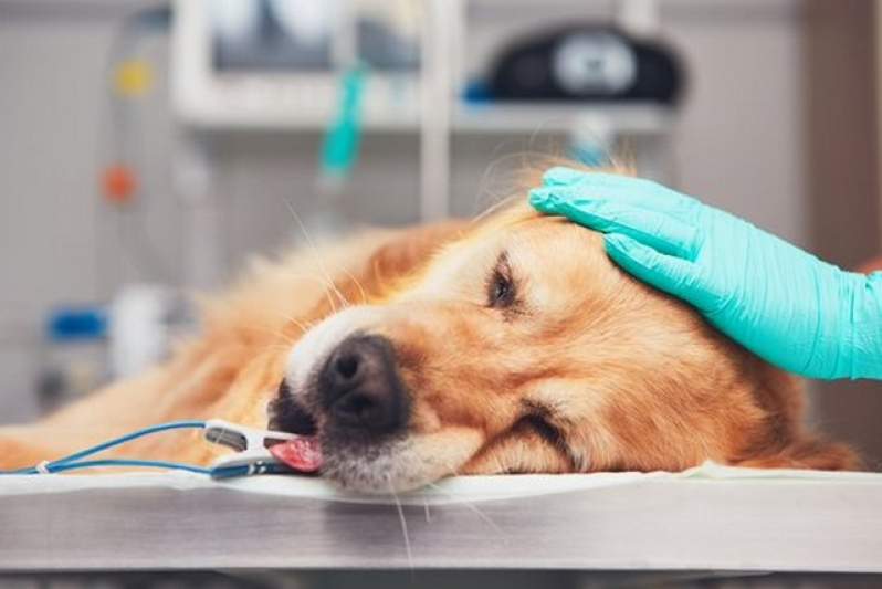 Clinica Que Faz Cirurgia Oncologica Veterinaria Penha - Cirurgia Oftalmologica em Cães