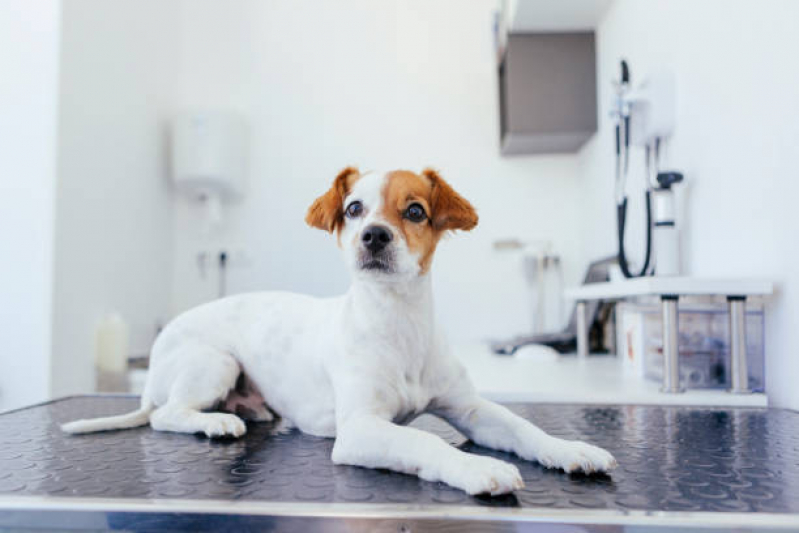Clínica Que Faz Cirurgia para Cachorro Itaim Bibi - Cirurgia Veterinária Zona Oeste