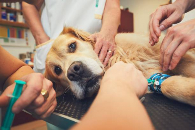 Clínica Que Faz Cirurgia para Cachorros Campinas - Cirurgia Veterinária Zona Oeste