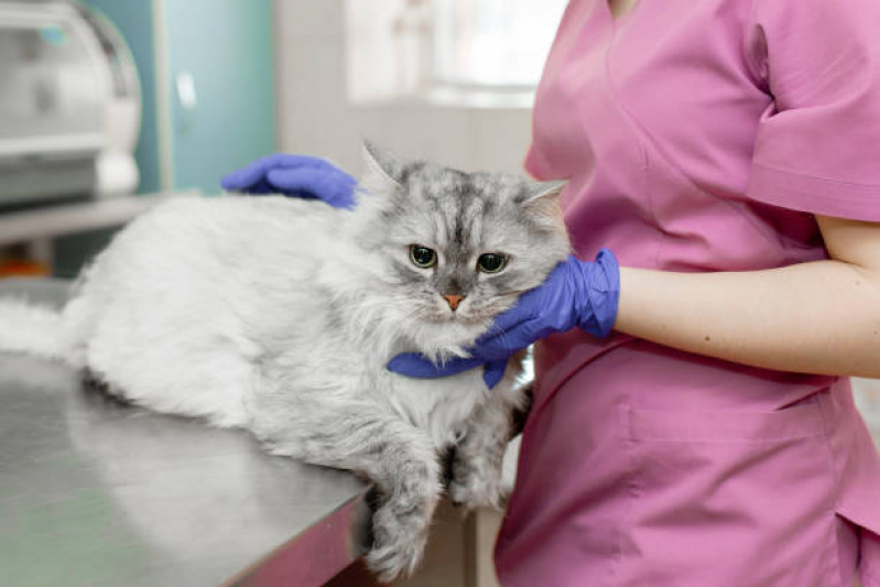 Clínica Que Faz Cirurgia para Gato Água Branca - Cirurgia Veterinária