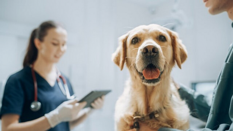 Clinica Que Faz Cirurgia Reconstrutiva Veterinária Santa Bárbara DOeste - Cirurgia em Animais