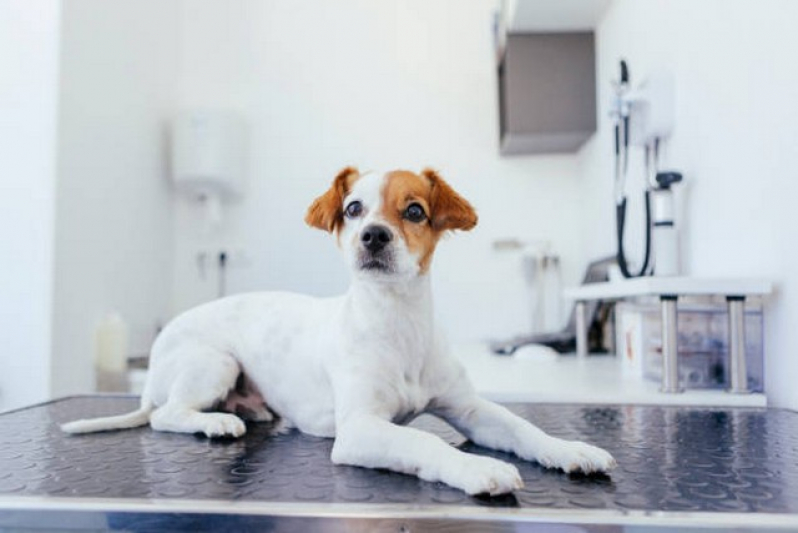 Clinica Que Faz Exame de Fezes Cachorro Granja Julieta - Exame de Raiva para Gatos