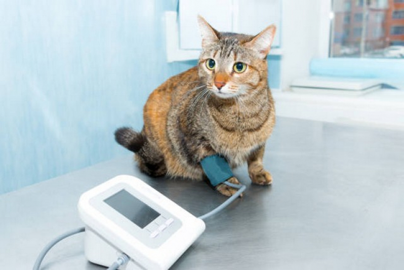 Clinica Que Faz Exame de Fezes para Gatos Perdizes - Exame de Urina em Cachorro