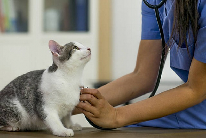 Clinica Que Faz Exame de Raiva para Gatos Birigui - Exames de Rotina para Gatos
