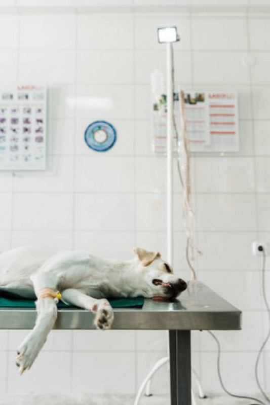 Clinica Que Faz Exames Laboratoriais Cachorro Guarulhos - Exame para Toxoplasmose em Gatos