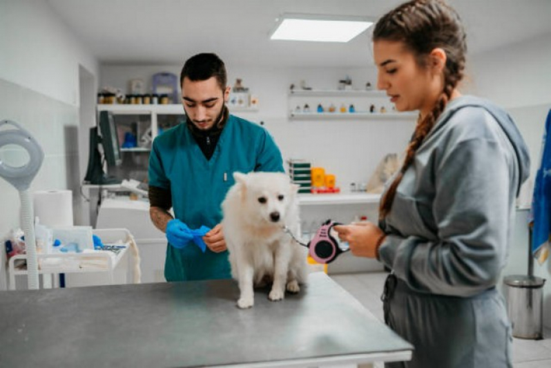 Clínica Que Faz Internação de Cachorro Barueri - Internação Monitorada para Animais