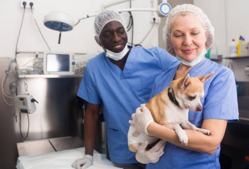Clínica Que Faz Internação de Emergência para Cães Conchas - Internação de Emergência para Animais