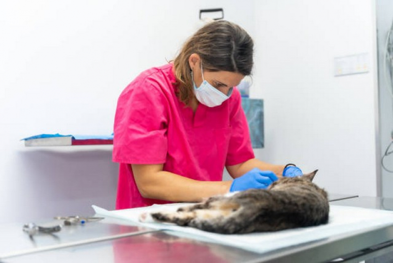 Clínica Que Faz Internação de Gatos Guaianases - Uti Veterinária