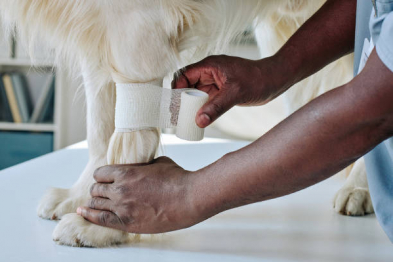 Clínica Que Faz Internação para Animais de Estimação Freguesia do Ó - Internação para Cães