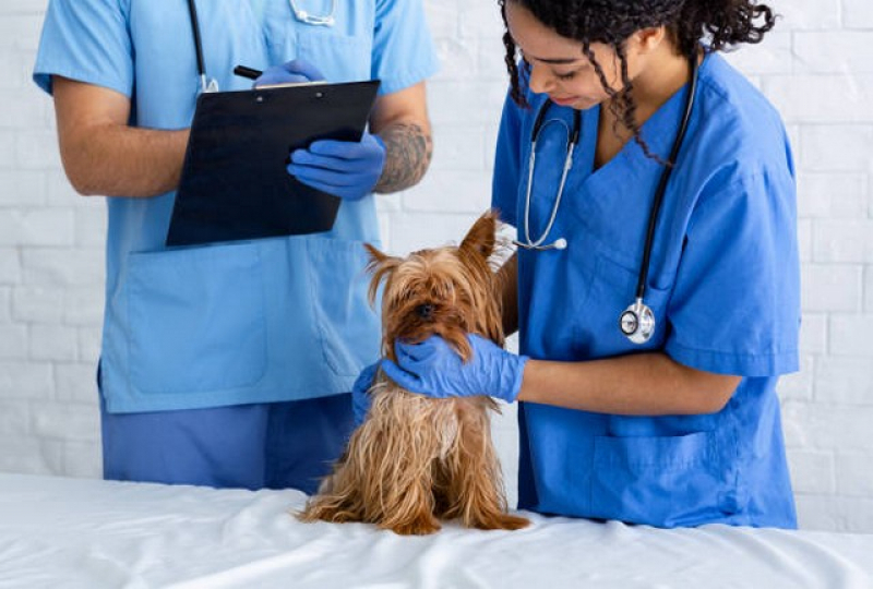 Clínica Que Faz Internação para Animais Domésticos Brooklin - Internação de Cachorro