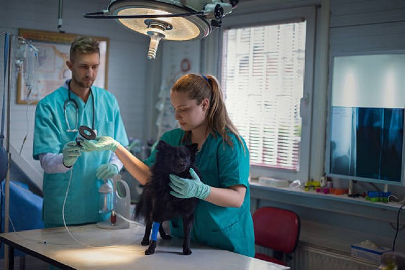 Clínica Que Faz Internação para Animais Pós Operatória Butantã - Internação de Gatos