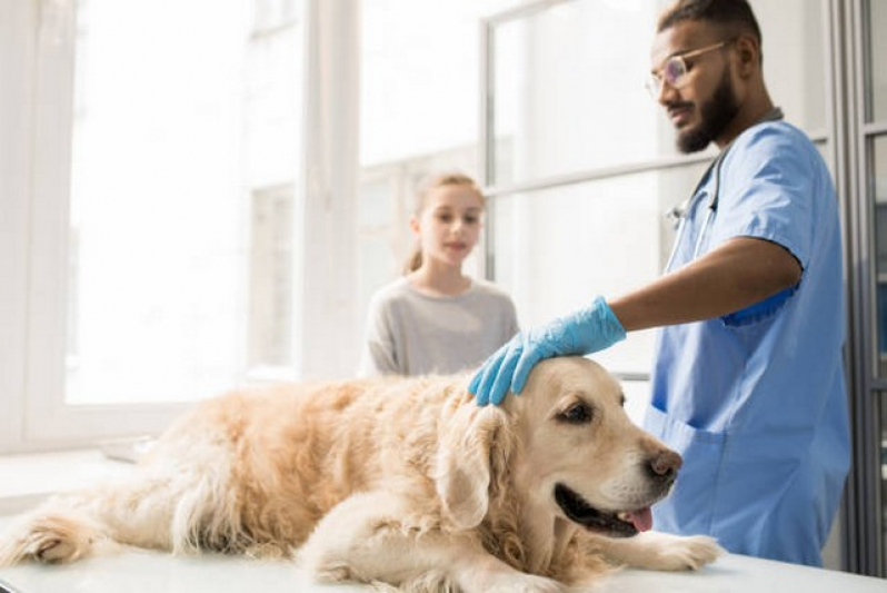 Clínica Que Faz Internação para Cachorros Brooklin - Uti Veterinária