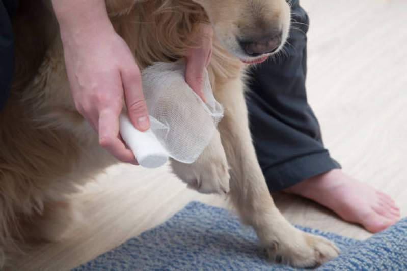 Clínica Que Faz Internação para Cães Vila Mariana - Internação Semi Intensiva Veterinária