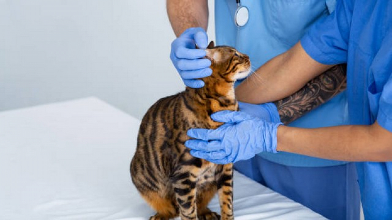 Clínica Que Faz Internação para Gato Pós Operatória Franco da Rocha - Internação de Gatos
