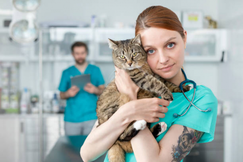 Clínica Que Faz Internação para Gatos Consolação - Internação Semi Intensiva Veterinária