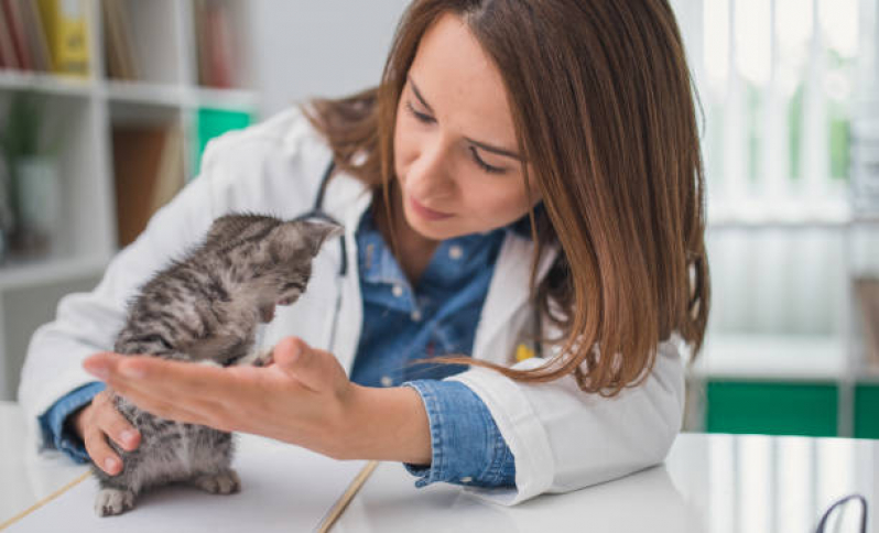 Clínica Que Faz Internação Semi Intensiva Veterinária Brooklin - Internação para Cães e Gatos