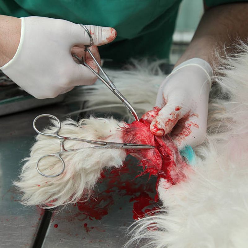 Clínica Que Faz Internação Veterinária Alphaville - Internação para Animais de Estimação