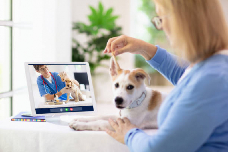 Consulta ao Veterinário Online Freguesia do Ó - Consulta para Cachorro Online