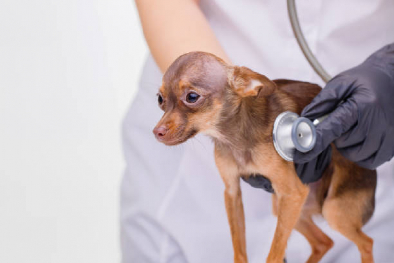 Encaminhamento de Paciente Veterinário Clínica Cajamar - Encaminhamento para Internação de Animais