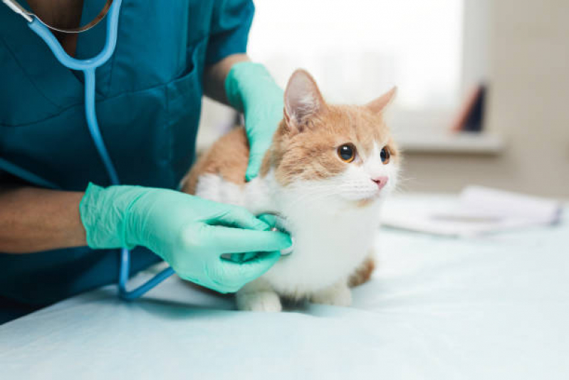 Encaminhamento de Paciente Veterinário Interlagos - Encaminhamento para Internação de Animais