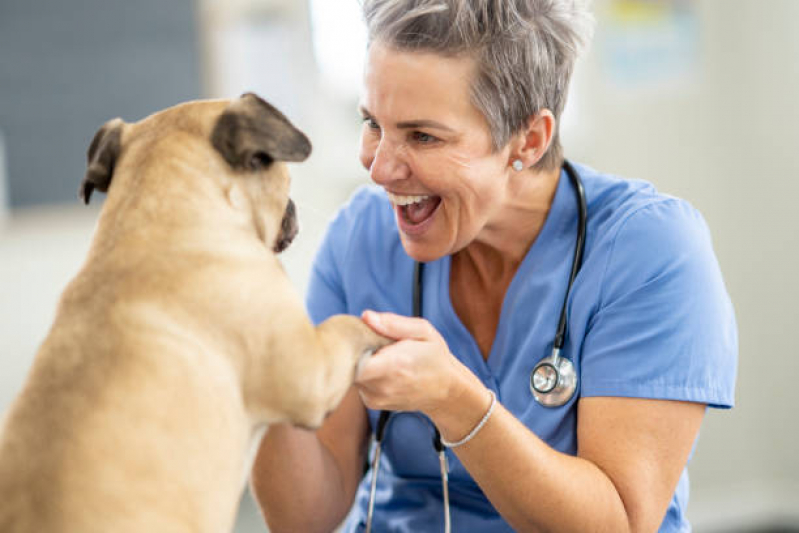Encaminhamento Internação para Animais Clínica Sumaré - Encaminhamento para Cirurgia de Animais