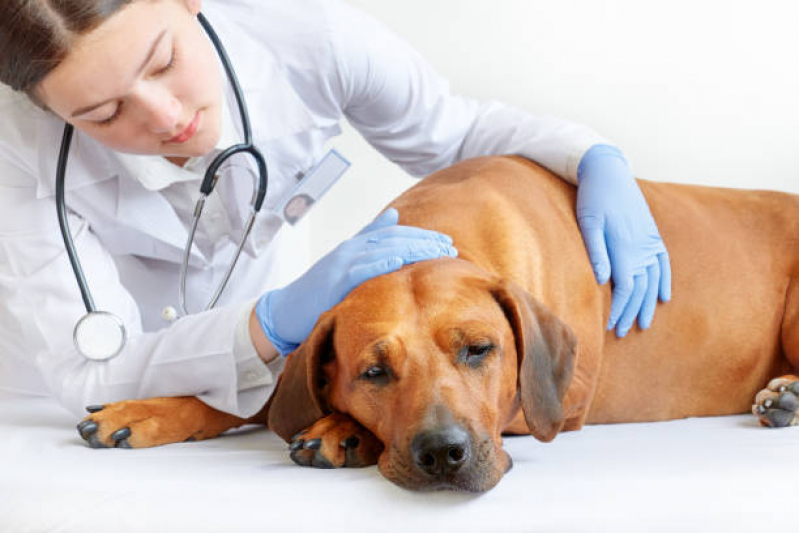 Encaminhamento Médico para Animais Clínica Caieiras - Encaminhamento para Internação Veterinária