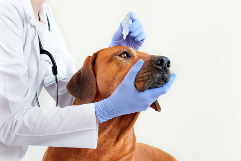 Encaminhamento Médico para Animais Perus - Encaminhamento para Internação Veterinária