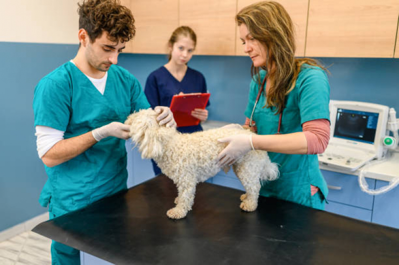 Encaminhamento Médico para Cachorros Lapa - Encaminhamento Médico para Animais