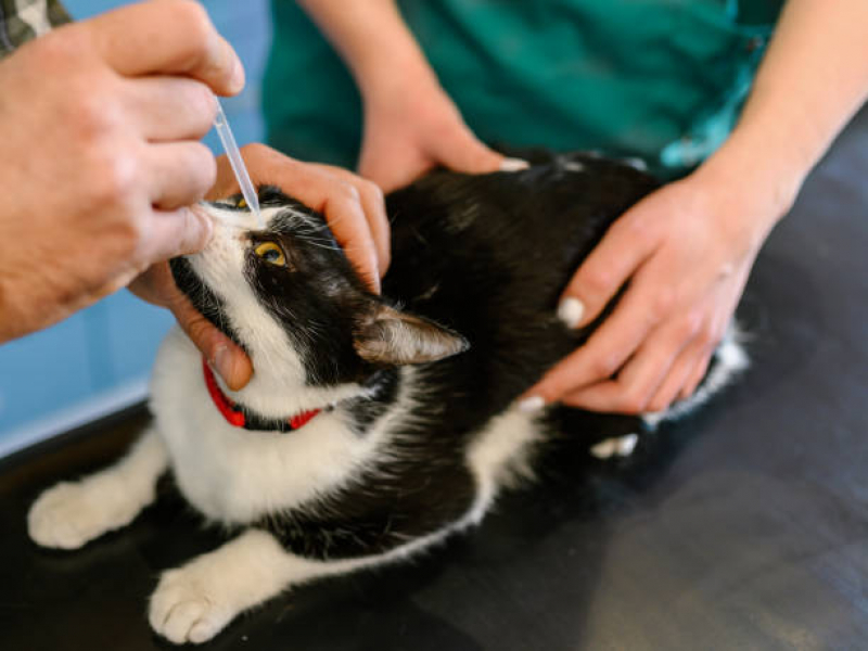 Encaminhamento Médico para Gatos Clínica Campo Limpo - Encaminhamento para Internação de Animais