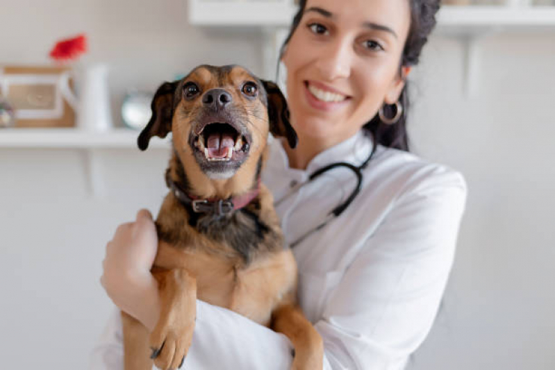 Encaminhamento para Cirurgia de Animais Conchas - Encaminhamento Médico para Cachorros