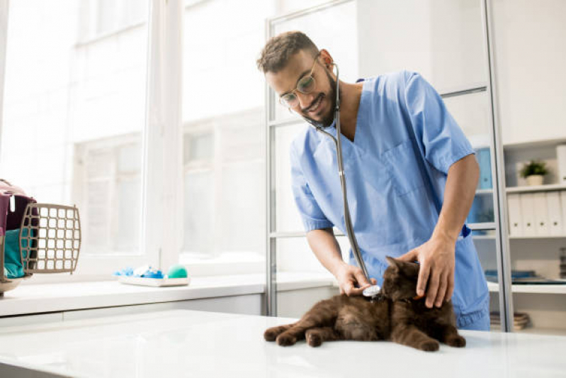 Encaminhamento para Internação de Animais Clínica Sumaré - Encaminhamento de Paciente Veterinário