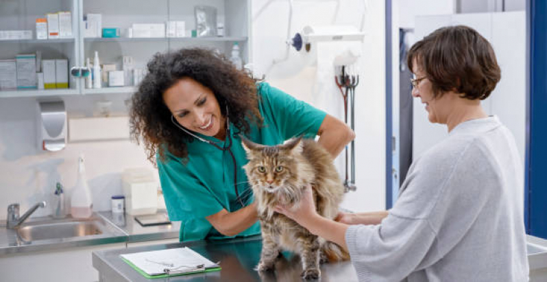 Encaminhamento para Internação de Animais Indianopolis - Encaminhamento Médico para Gatos