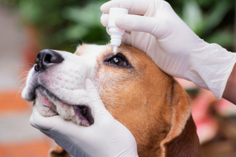 Encaminhamento para Internação Veterinária Clínica Indaiatuba - Encaminhamento Médico para Cachorros