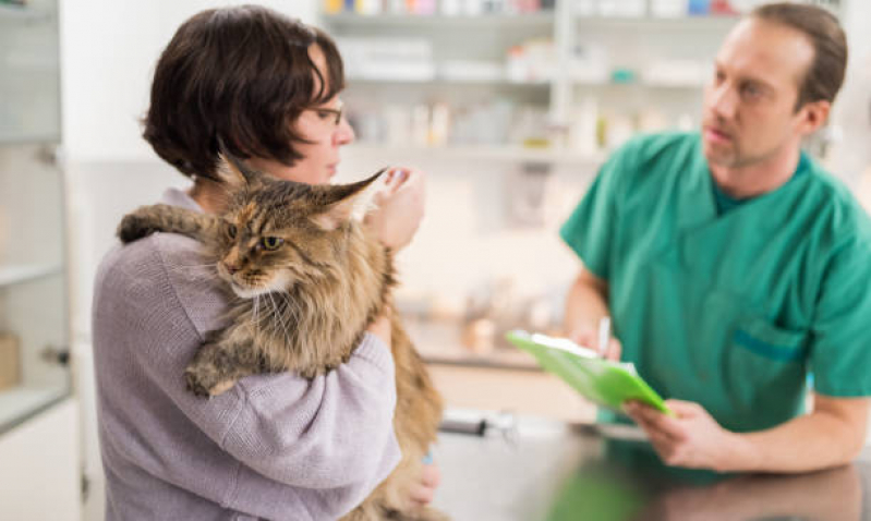 Encaminhamento Veterinário Clínica Cotia - Encaminhamento Médico para Gatos