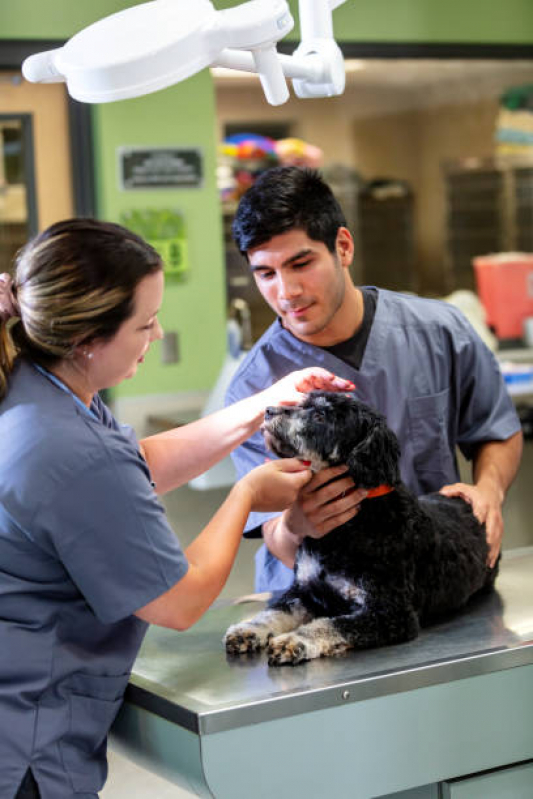 Encaminhamento Veterinário para Cães Clínica Alto da Lapa - Encaminhamento Médico Veterinário