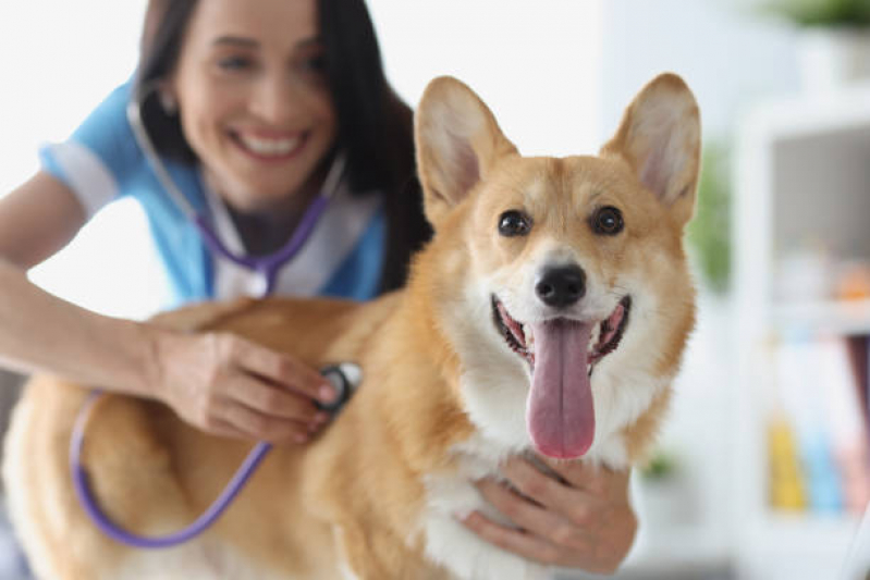 Encaminhamento Veterinário para Cães Franca - Encaminhamento de Paciente Veterinário