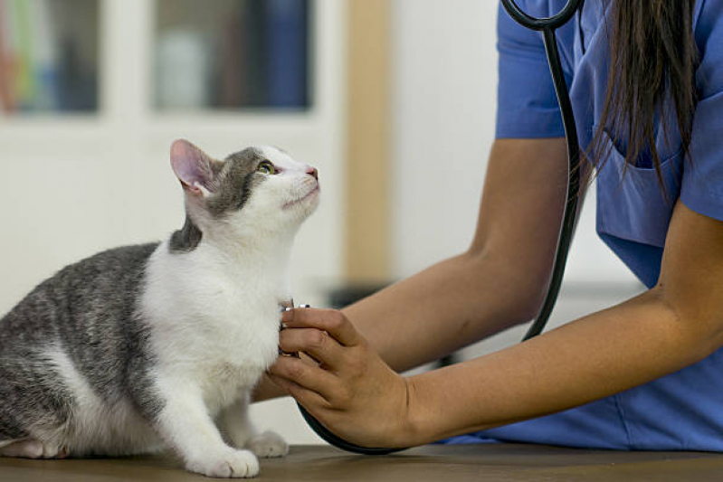 Encaminhamento Veterinário Ipiranga - Encaminhamento Médico para Gatos