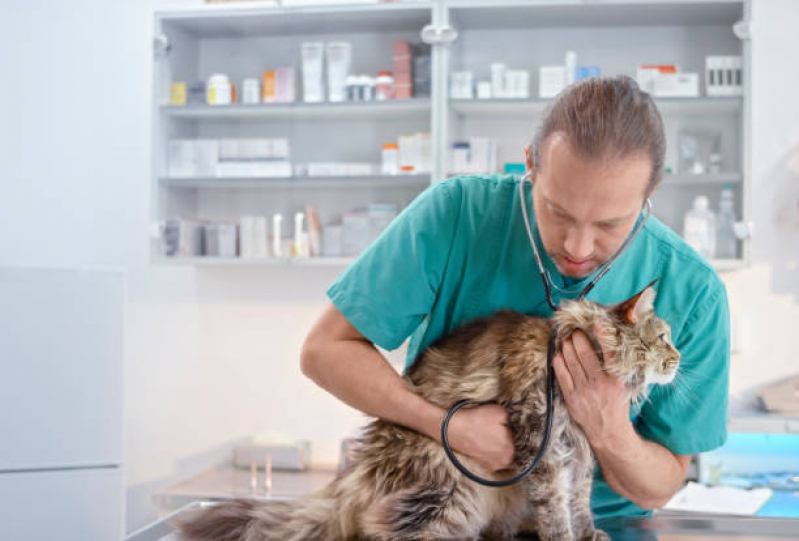 Encaminhamentos Médico para Animais Campo Limpo - Encaminhamento Médico para Gatos