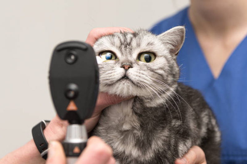 Encaminhamentos para Internação de Animais Itaim - Encaminhamento Médico para Gatos